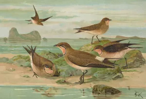 Glareola pratincola, Glareola melanoptera Nordm by Johann Friedrich Naumann Oil Painting