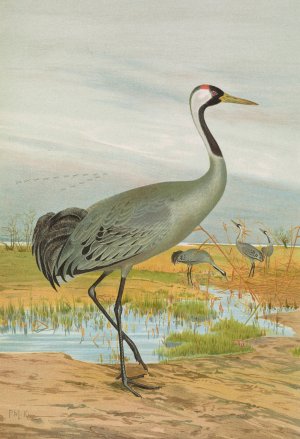Grus grus by Johann Friedrich Naumann Oil Painting