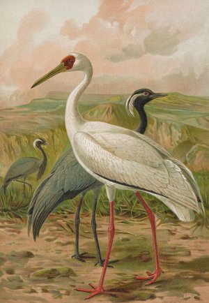 Grus virgo, Grus leucogeranus Pall by Johann Friedrich Naumann Oil Painting