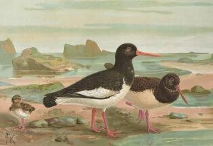 Haematopus ostrilegus by Johann Friedrich Naumann Oil Painting