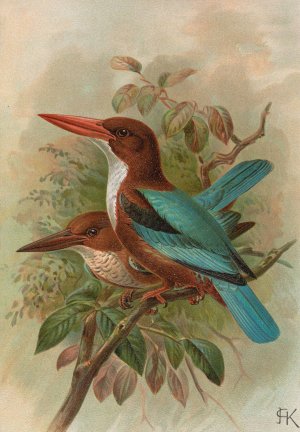 Halcyon smyrnensis by Johann Friedrich Naumann Oil Painting