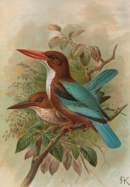 Halcyon smyrnensis by Johann Friedrich Naumann - Hand-Painted Oil Painting Reproduction