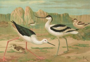 Himantopus himantopus, Recurvirostra avocetta by Johann Friedrich Naumann Oil Painting