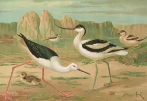 Himantopus himantopus, Recurvirostra avocetta by Johann Friedrich Naumann Oil Painting