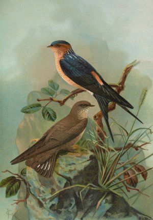 Hirundo rufula Temm, Biblis rupestris by Johann Friedrich Naumann Oil Painting