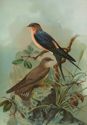 Hirundo rufula Temm, Biblis rupestris by Johann Friedrich Naumann Oil Painting