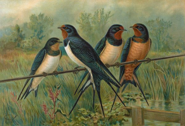 Hirundo rustica, Hirundo rustica Savignii by Johann Friedrich Naumann - Hand-Painted Oil Painting Reproduction