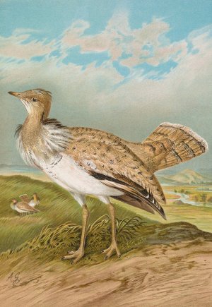 Houbara Macqueeni Gray by Johann Friedrich Naumann Oil Painting