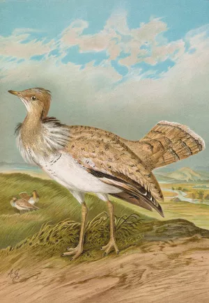 Houbara Macqueeni Gray Oil painting by Johann Friedrich Naumann