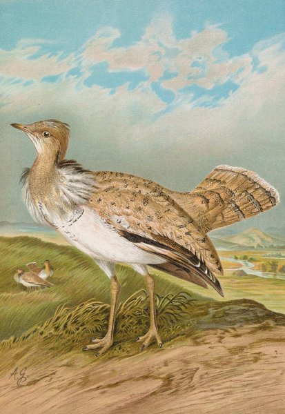 Houbara Macqueeni Gray by Johann Friedrich Naumann - Hand-Painted Oil Painting Reproduction