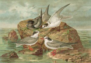Hydrochelidon fissipes, Hydrochelidon hybrida, Hydrochelidon nigra. by Johann Friedrich Naumann Oil Painting