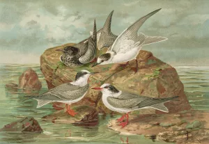 Hydrochelidon fissipes, Hydrochelidon hybrida, Hydrochelidon nigra. by Johann Friedrich Naumann Oil Painting