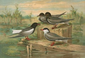 Hydrochelidon fissipes, Hydrochelidon hybrida, Hydrochelidon nigra by Johann Friedrich Naumann Oil Painting