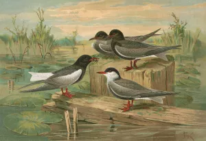 Hydrochelidon fissipes, Hydrochelidon hybrida, Hydrochelidon nigra by Johann Friedrich Naumann Oil Painting