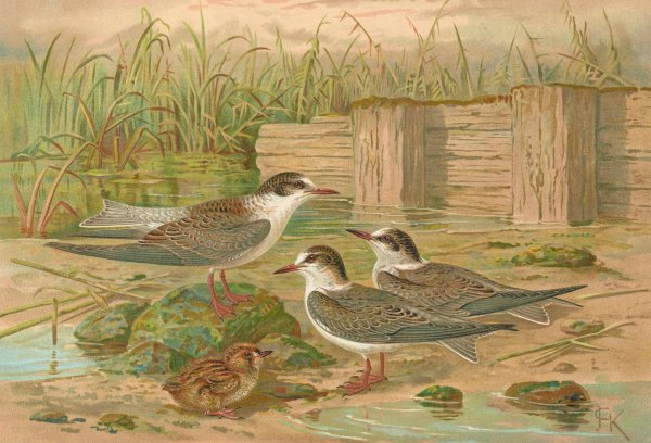 Hydrochelidon hybrida, Hydrochelidon fissipes, Hydrochelidon nigra by Johann Friedrich Naumann - Hand-Painted Oil Painting Reproduction