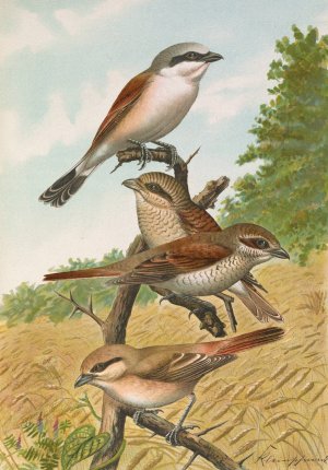 Lanius collurio, Lanius isabellinus Ehrenberg by Johann Friedrich Naumann Oil Painting
