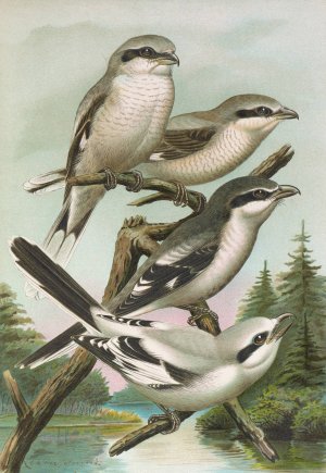 Lanius excubitor borealis, Lanius meridionalis, Lanius excubitor Homeyeri by Johann Friedrich Naumann Oil Painting