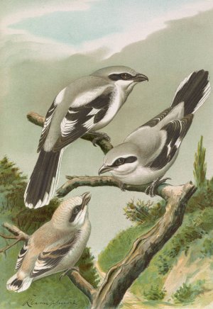 Lanius excubitor by Johann Friedrich Naumann Oil Painting
