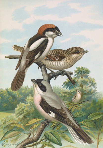 Main Product Photo of Lanius minor, Lanius senator Painting by Johann Friedrich Naumann