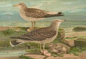 Larus canus, Larus argentatus Brunn. by Johann Friedrich Naumann Oil Painting