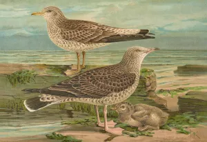 Larus canus, Larus argentatus Brunn. Oil painting by Johann Friedrich Naumann