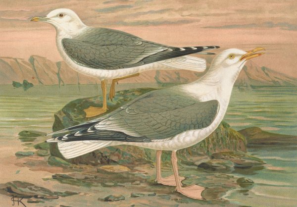 Larus canus, Larus argentatus Brunn by Johann Friedrich Naumann - Hand-Painted Oil Painting Reproduction