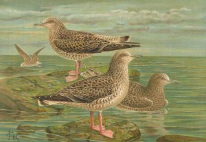 Larus fuscus, Larus marinus, Larus glaucus Brùnn. by Johann Friedrich Naumann Oil Painting