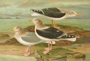 Larus fuscus, Larus marinus, Larus glaucus Brunn. by Johann Friedrich Naumann Oil Painting