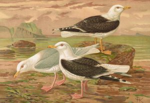 Larus fuscus, Larus marinus, Larus glaucus Brunn by Johann Friedrich Naumann Oil Painting