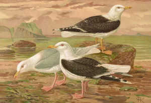 Larus fuscus, Larus marinus, Larus glaucus Brunn by Johann Friedrich Naumann Oil Painting