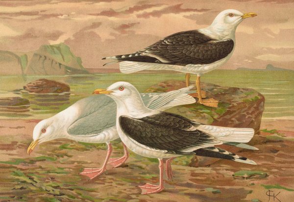 Larus fuscus, Larus marinus, Larus glaucus Brunn by Johann Friedrich Naumann - Hand-Painted Oil Painting Reproduction