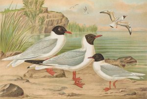 Larus minutus Pall, Larus ridibundus, Larus melanocephalus Natt, Larus minutus Pall Oil painting by Johann Friedrich Naumann
