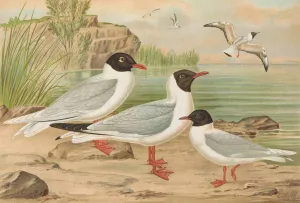 Larus minutus Pall, Larus ridibundus, Larus melanocephalus Natt, Larus minutus Pall Oil painting by Johann Friedrich Naumann