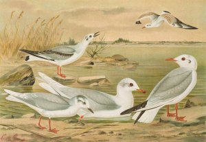 Larus minutus Pall, Larus ridibundus, Larus melanocephalus Natt, Larus Philadelphia Ord by Johann Friedrich Naumann Oil Painting