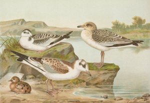 Larus minutus Pall, Larus ridibundus,Larus melanocephalus by Johann Friedrich Naumann Oil Painting