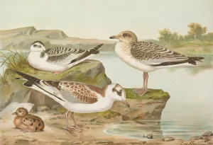 Larus minutus Pall, Larus ridibundus,Larus melanocephalus Oil painting by Johann Friedrich Naumann