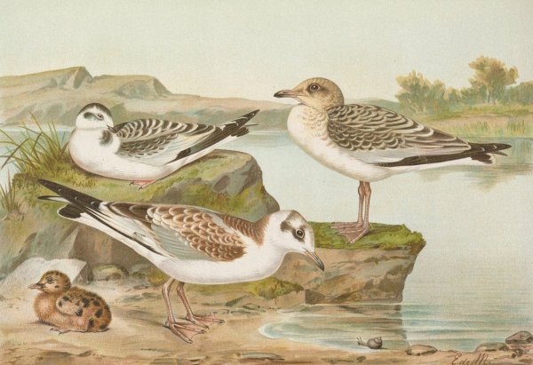 Larus minutus Pall, Larus ridibundus,Larus melanocephalus by Johann Friedrich Naumann - Hand-Painted Oil Painting Reproduction