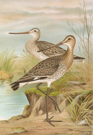 Limosa limosa, Limosa lapponica. by Johann Friedrich Naumann Oil Painting