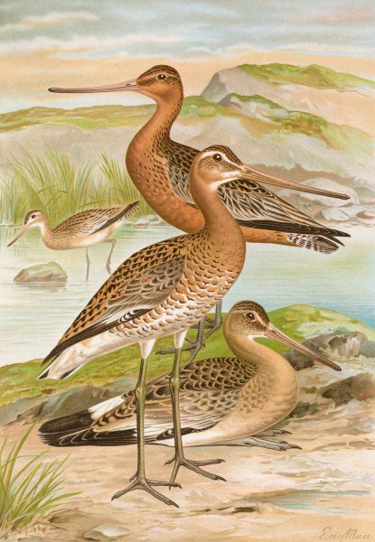 Limosa limosa, Limosa lapponica by Johann Friedrich Naumann - Hand-Painted Oil Painting Reproduction