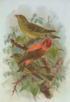 Loxia curvirostra by Johann Friedrich Naumann Oil Painting