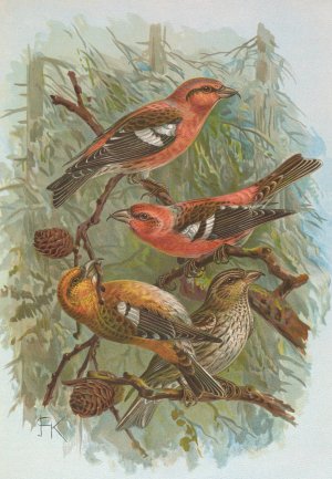 Loxia leucoptera Gm, Loxia bifasciata Brehm by Johann Friedrich Naumann Oil Painting
