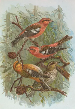 Loxia leucoptera Gm, Loxia bifasciata Brehm by Johann Friedrich Naumann Oil Painting