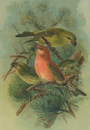 Loxia pityopsittacus Bechst by Johann Friedrich Naumann Oil Painting