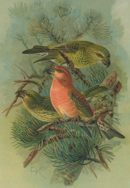 Main Product Photo of Loxia pityopsittacus Bechst Painting by Johann Friedrich Naumann