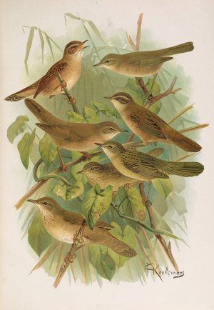 Lusciniola fuscata, melanopogon, Locustella, naevia, luscinioides, certhiola by Johann Friedrich Naumann Oil Painting