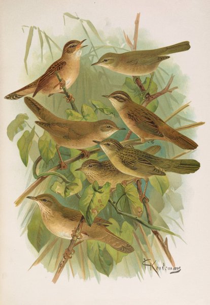 Lusciniola fuscata, melanopogon, Locustella, naevia, luscinioides, certhiola by Johann Friedrich Naumann - Hand-Painted Oil Painting Reproduction