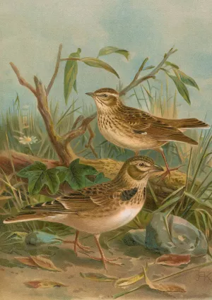 Melanocorypha calandra , Lullula arborea Oil painting by Johann Friedrich Naumann