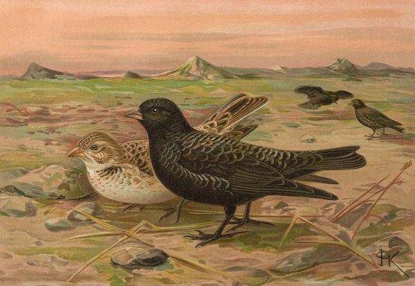 Melanocorypha yeltoniensis by Johann Friedrich Naumann - Hand-Painted Oil Painting Reproduction