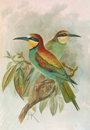 Merops apiaster by Johann Friedrich Naumann Oil Painting