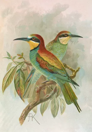 Merops apiaster by Johann Friedrich Naumann Oil Painting